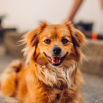 What is your pet policy?